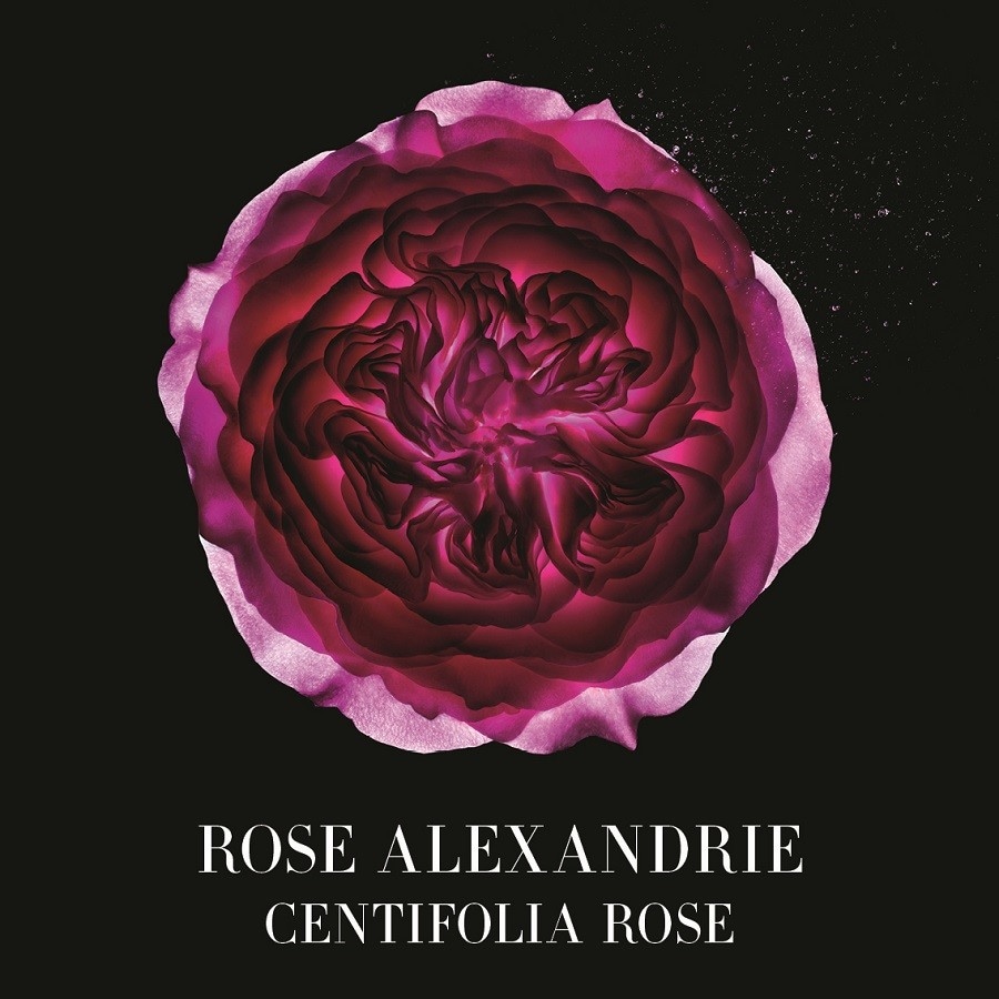 rose alexandrie armani